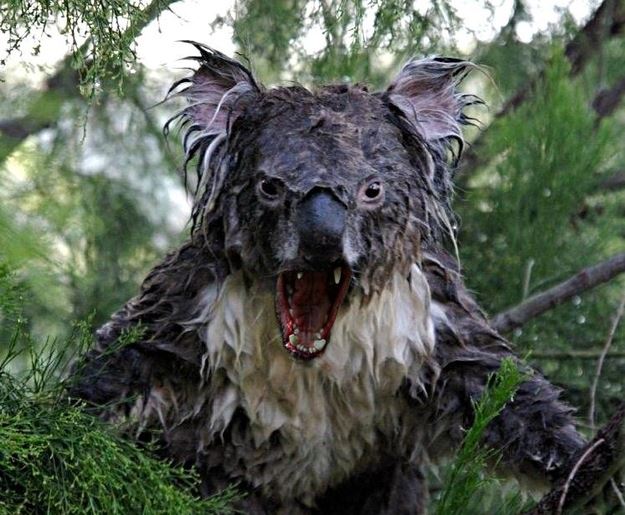 Photo of the infamous drop bear Wet-koala
